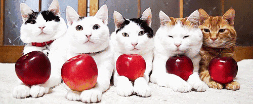 小猫咪给你送平安果了动态图片