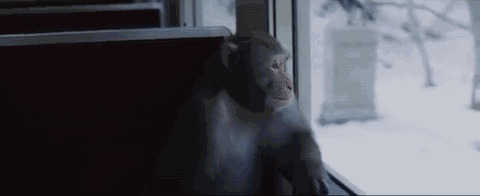 猴子坐火车看风景GIF图片:猴子