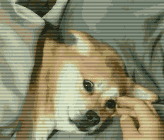 睁着眼睡觉的狗狗动态图片:狗狗