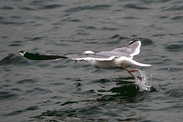 海鸥抓鱼GIF图片:海鸥