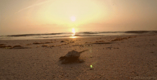 乌龟向着太阳爬行动态图片