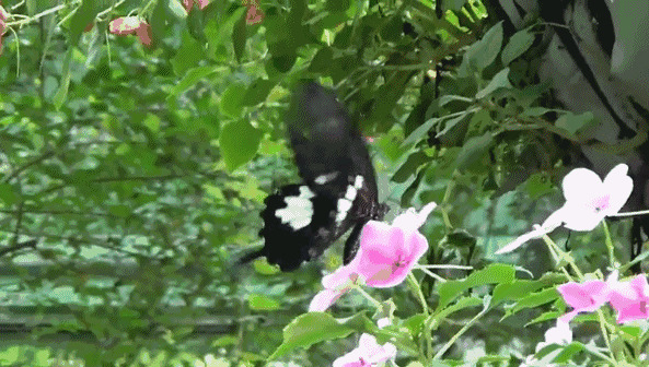 黑色的蝴蝶GIF图片:蝴蝶