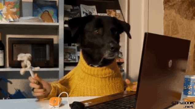 小狗狗穿毛衣玩电脑动态图片:狗狗