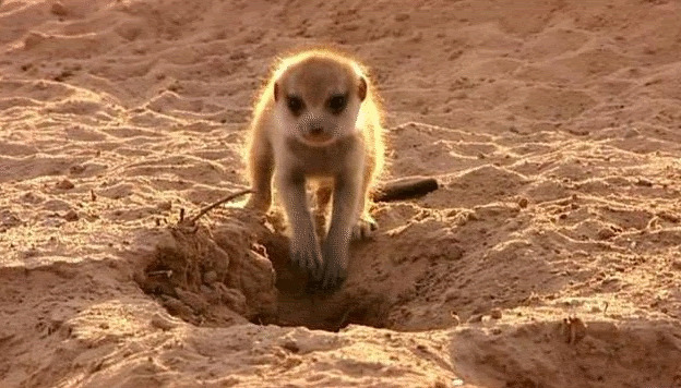小狐獴挖洞动态图片:狐獴