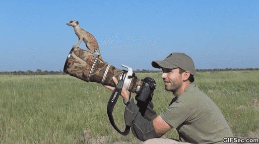 狐獴跳到摄影师的头上动态图片