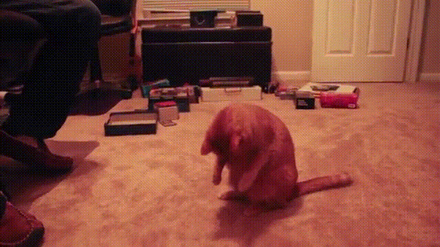淘气的猫猫抓气泡动态图:猫猫