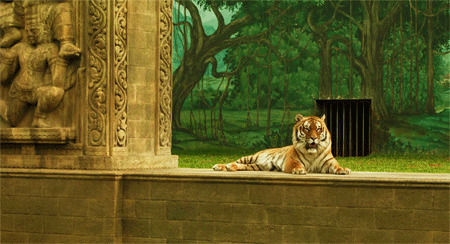 动物园的老虎动态图片:老虎