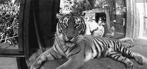 老虎张着大嘴巴动态图片:老虎