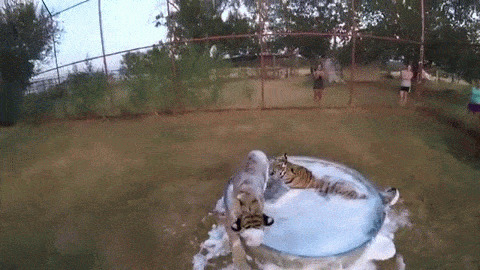 老虎洗澡玩耍动态图片:老虎