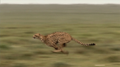 奔跑的猎豹GIF图片:猎豹