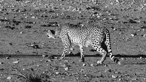 寻找猎物的豹子动态图片:豹子