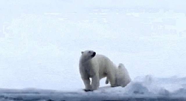 玩耍的小北极熊动态图片:北极熊