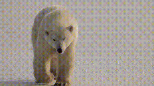 行走在雪地上的北极熊动态图片