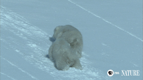 北极熊滑雪玩耍动态图片