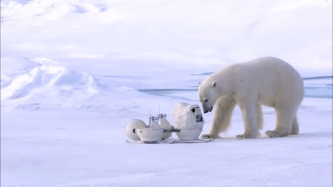 北极熊搬家动态图片:北极熊