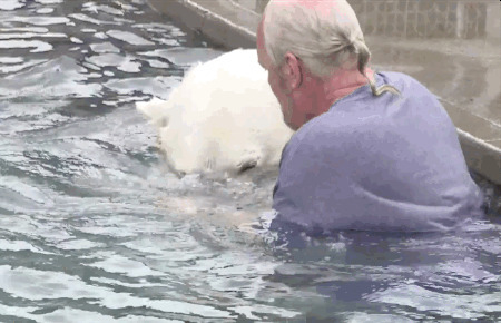 可爱的北极熊饲养员动态图片