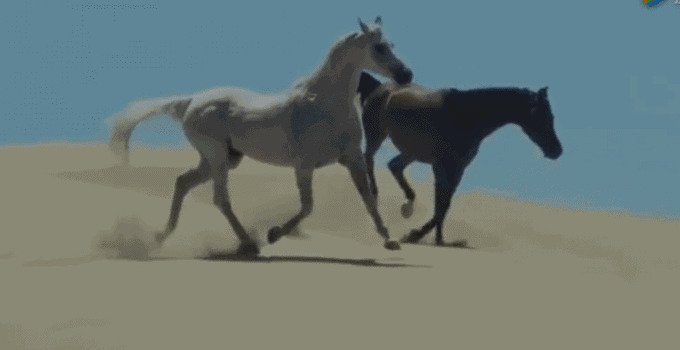 骏马在沙漠上奔跑动态图片
