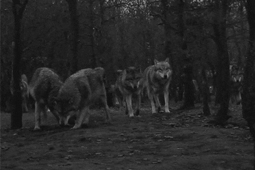 丛林中的野狼群动态图片