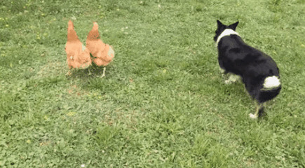 狗狗与鸡斗动态图片:狗狗