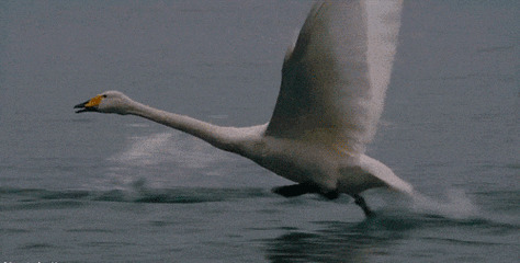 白天鹅奔跑动态图