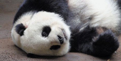 可爱的国宝大熊猫吐舌头动态图片