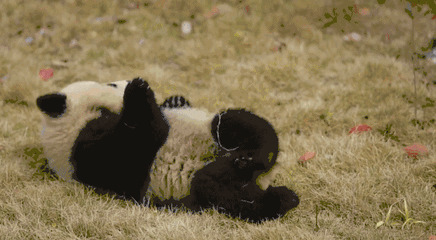 大熊猫草地上撒泼动态图片