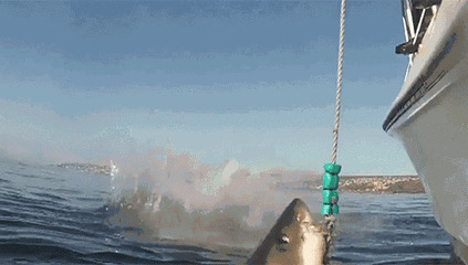 捕捞鲨鱼动态图片:鲨鱼