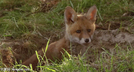 可爱的小狐狸钻出地洞动态图片:小狐狸