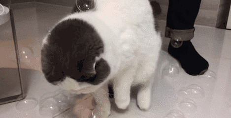 猫猫玩气泡动态图
