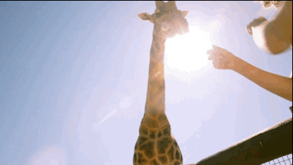 长颈鹿吃食物动态图片:长颈鹿