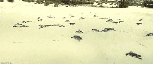 沙滩上的小乌龟快速爬行动态图片:乌龟