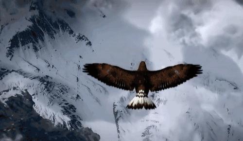 空中翱翔的苍鹰GIF图片:苍鹰