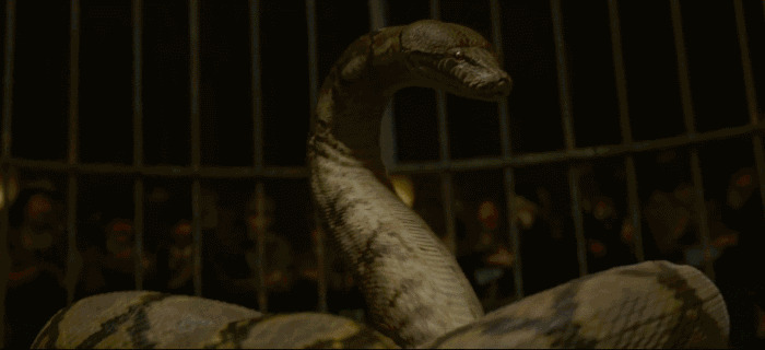 大蟒蛇GIF图片