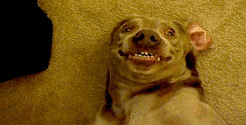 面带笑容的小狗狗GIF图片:狗狗
