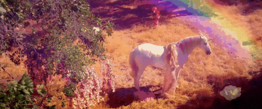 鲜花白马与彩虹动态图片