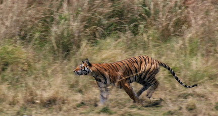 瘦骨嶙峋的老虎急速奔跑动态图片
