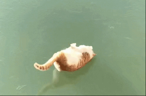 小猫猫吃鱼打滚动态图片