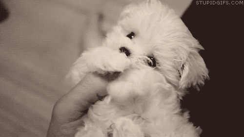 可爱的白色小狗狗GIF图片:狗狗