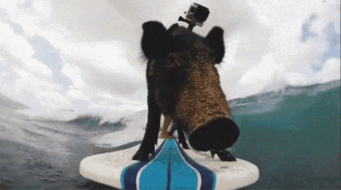 小猪海上冲浪动态图片:冲浪
