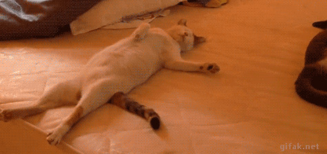 可爱的猫猫躺在床上睡觉动态图