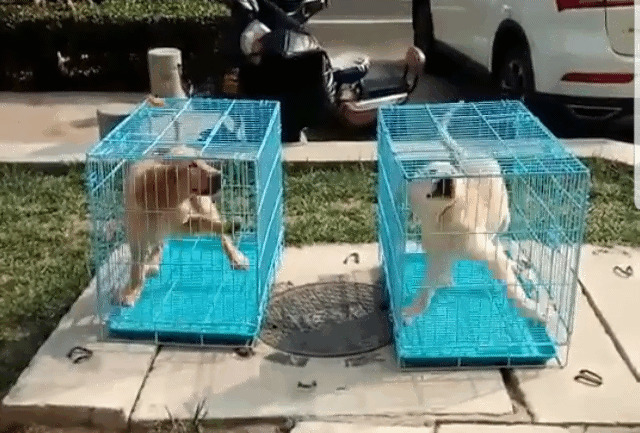 两只笼子里搞笑的狗狗动态图