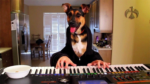 狗狗弹钢琴GIF图片:狗狗