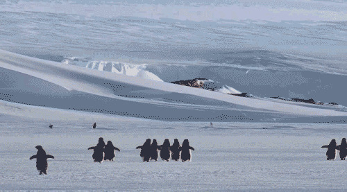 企鹅排队走路动态图片:企鹅