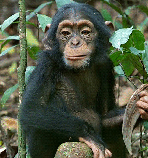 猴子吃东西GIF图片