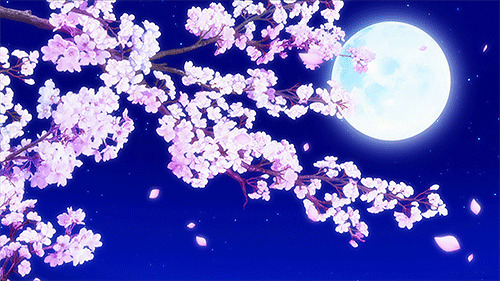 樱花月夜gif图片:樱花,花瓣