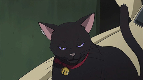 淘气的黑猫GIF图片:黑猫