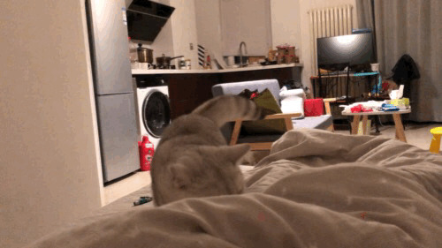 可爱的猫猫喊主人起床GIF图片