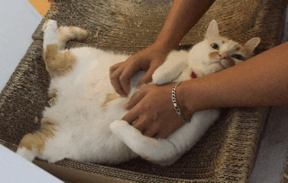 一只舒服的大白猫GIF图片
