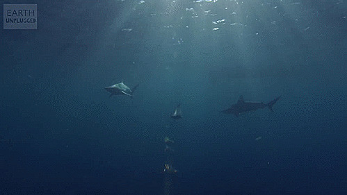 海里的大鲨鱼寻找食物GIF图片:鲨鱼