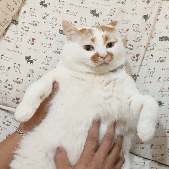 一只肥胖的大白猫GIF图片